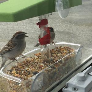 House Sparrow