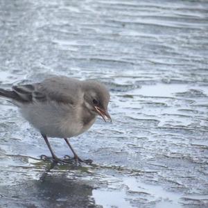 White Wagtail