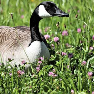 Canada Goose