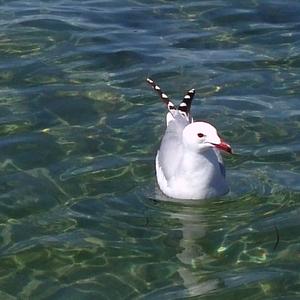 Audouin's Gull