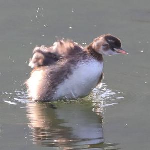 Little Grebe