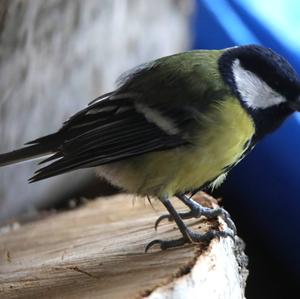 Great Tit