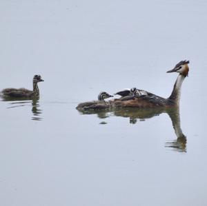 Great Crested Grebe