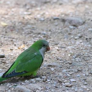 Monk Parakeet