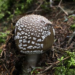 Stout-stalked Amanita