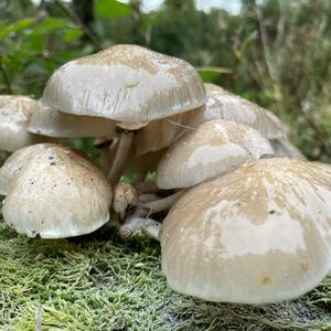 Porcelain Fungus