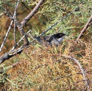 Sardinian Warbler