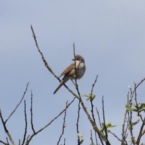 Common Whitethroat