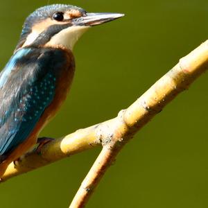 Eisvogel