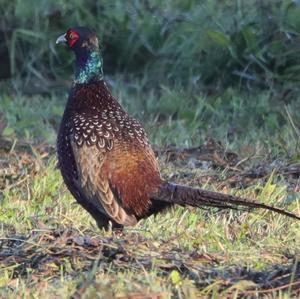 Common Pheasant