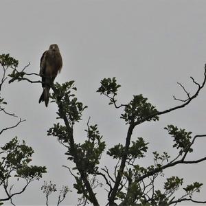 Red Kite