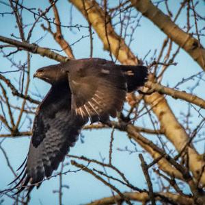 Black Kite