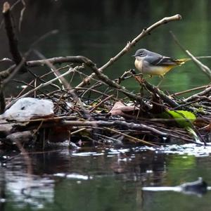 Grey Wagtail