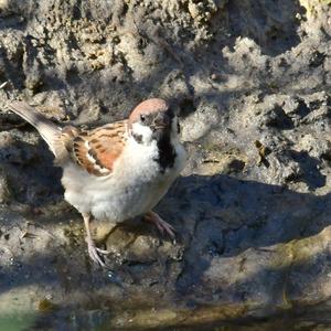 Eurasian Tree Sparrow