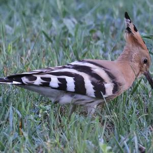 Eurasian Hoopoe