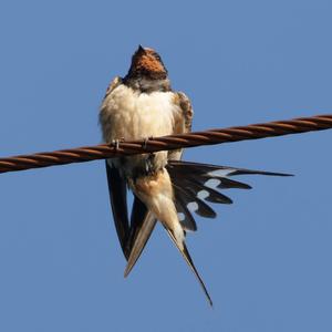 Barn Swallow