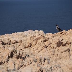 Hooded Crow