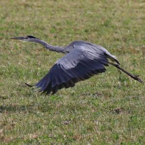 Grey Heron