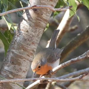 European Robin