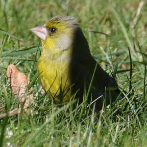 European Greenfinch