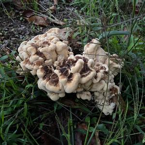 Black-staining Polypore