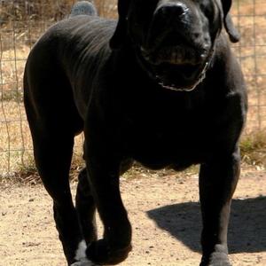 Unknown Breed