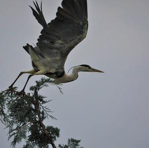 Grey Heron