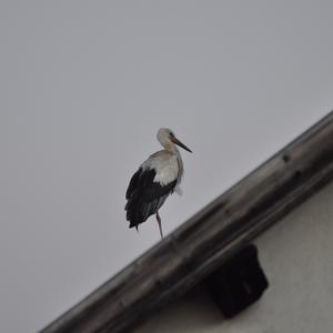 White Stork