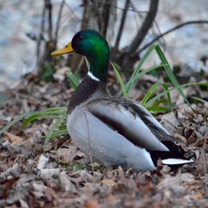 Mallard