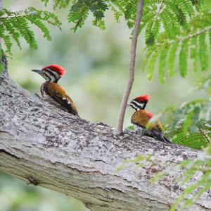 Common Flameback