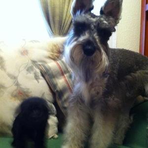 Unknown Breed