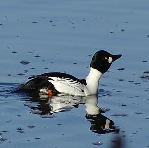 Common Goldeneye