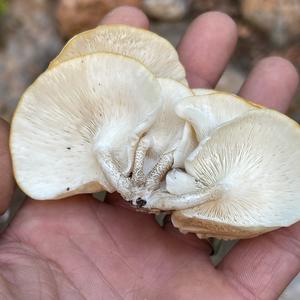 Oyster Mushroom