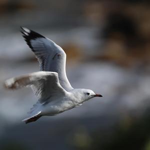 Silver Gull