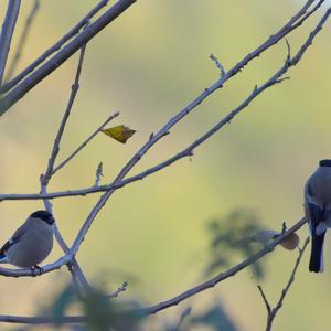 Eurasian Bullfinch