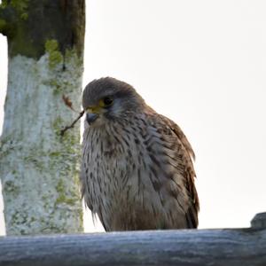 Common Kestrel