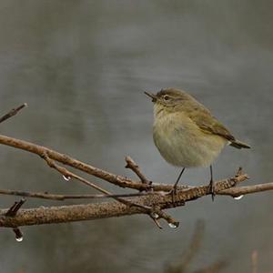 Common Chiffchaff