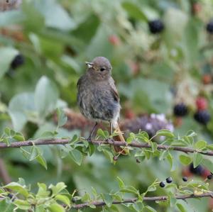 Black Redstart