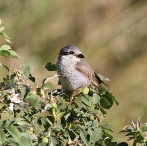 Red-backed Shrike