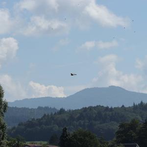 Common Kestrel