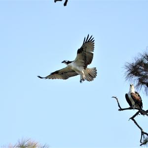 Osprey