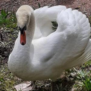 Mute Swan