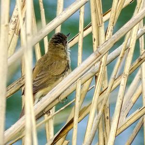 Eurasian Reed-warbler