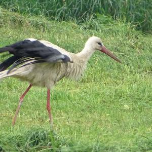 White Stork