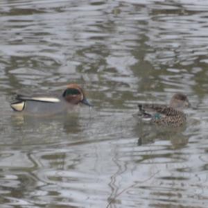 Common Teal