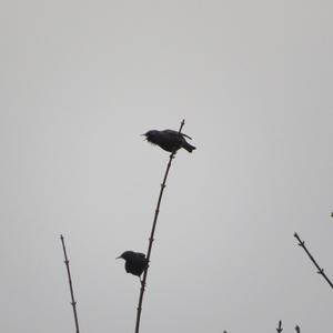 Common Starling