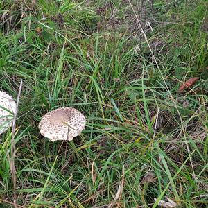 Parasol Mushroom