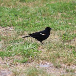 Red-winged Blackbird