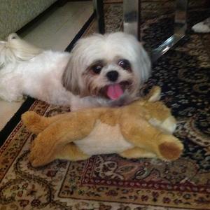 Unknown Breed