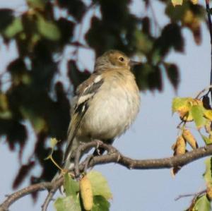 Eurasian Chaffinch